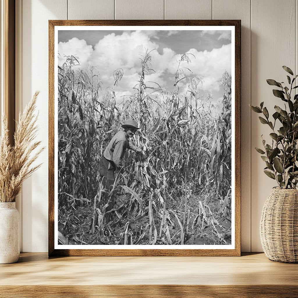 Cornfield in Concho Arizona October 1940