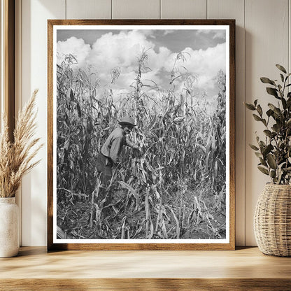Cornfield in Concho Arizona October 1940