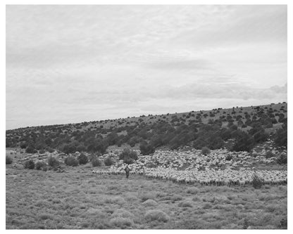 Candelarias Sheep Operators Concho Arizona 1940