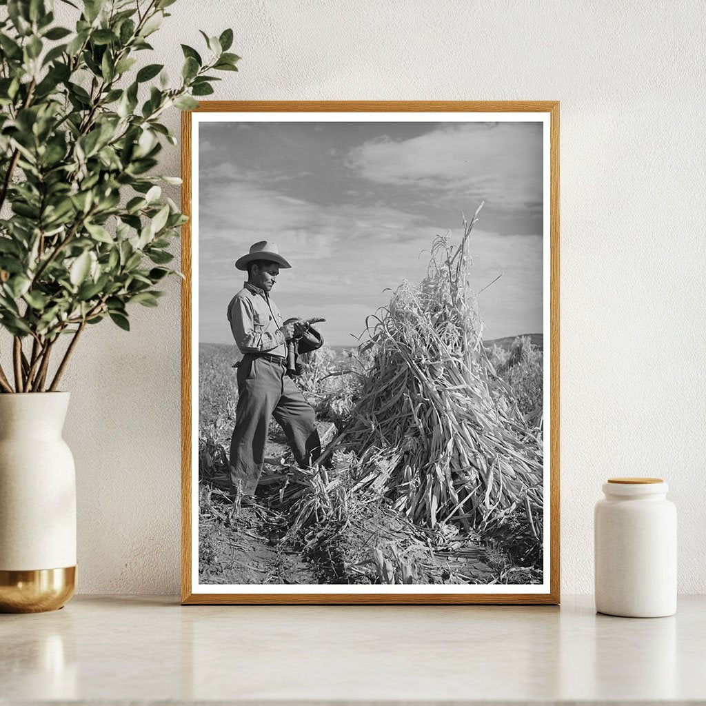 Cornfield in Concho Apache County Arizona 1940