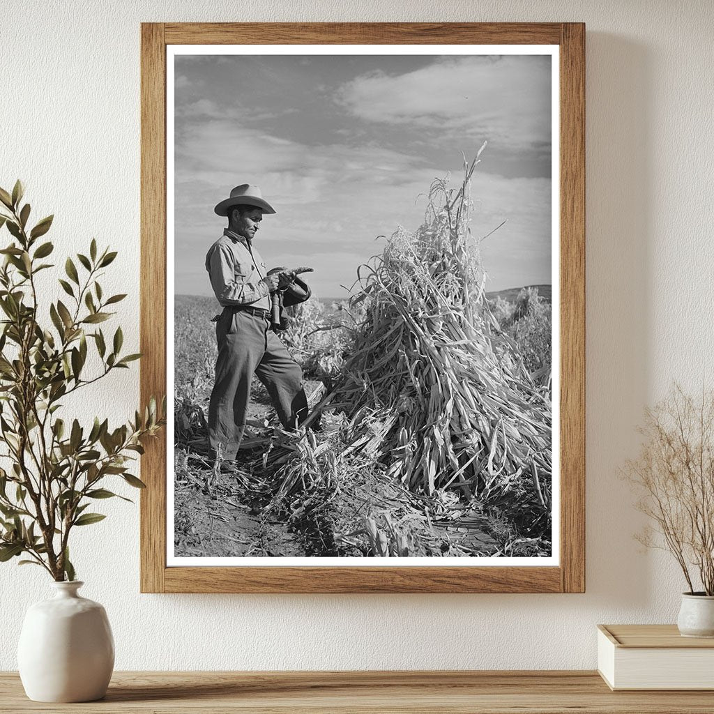 Cornfield in Concho Apache County Arizona 1940