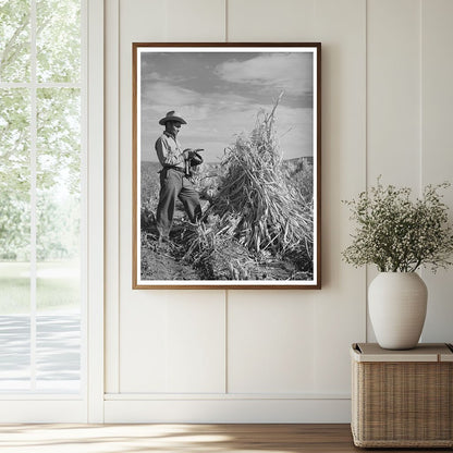 Cornfield in Concho Apache County Arizona 1940