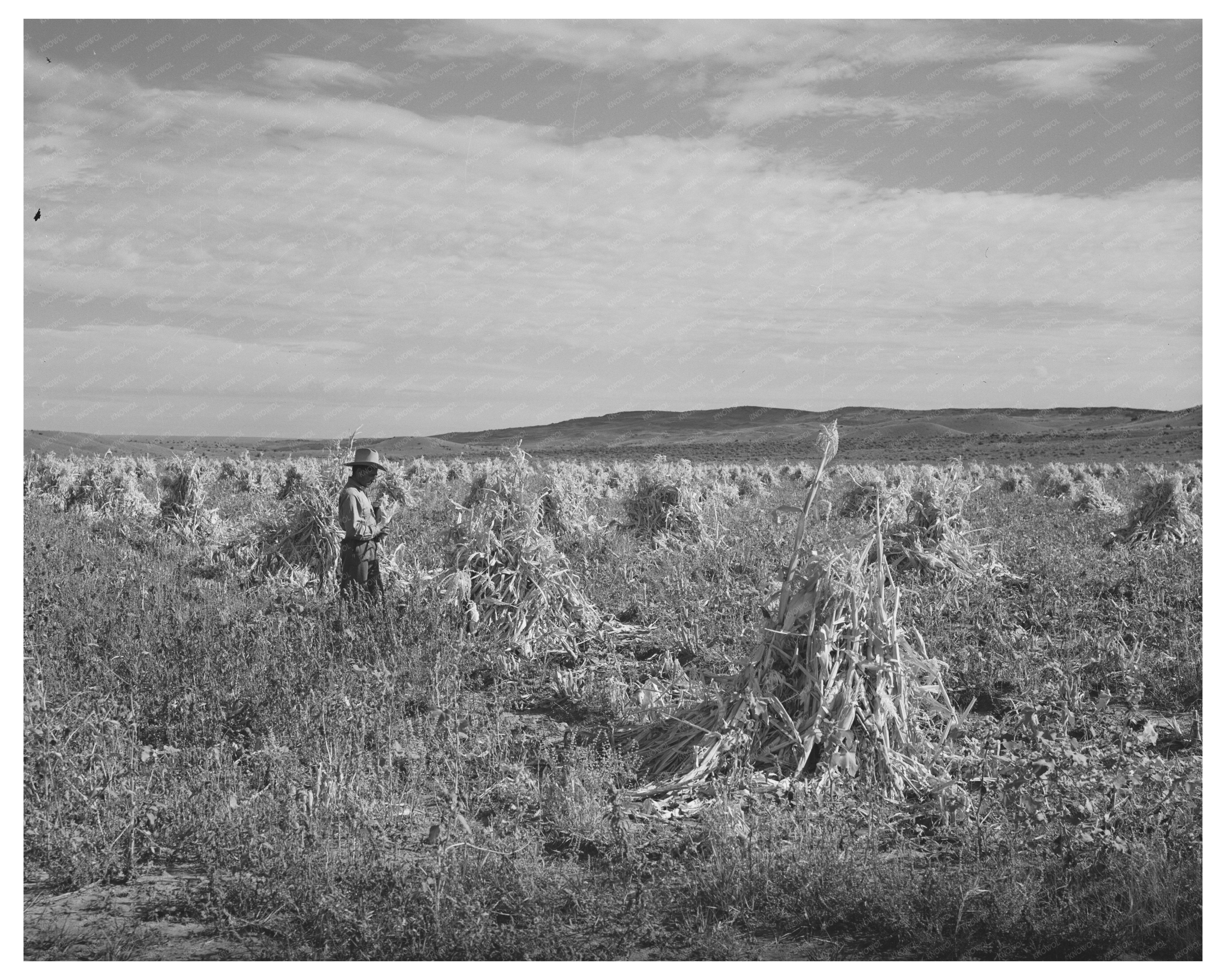 Cornfield in Concho Arizona October 1940 FSA Collection