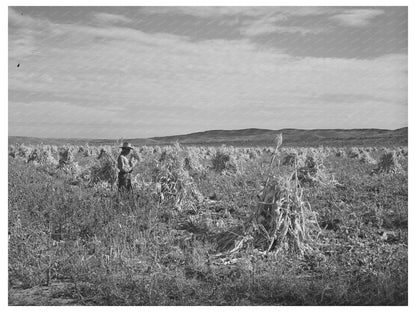 Cornfield in Concho Arizona October 1940 Black and White Photo