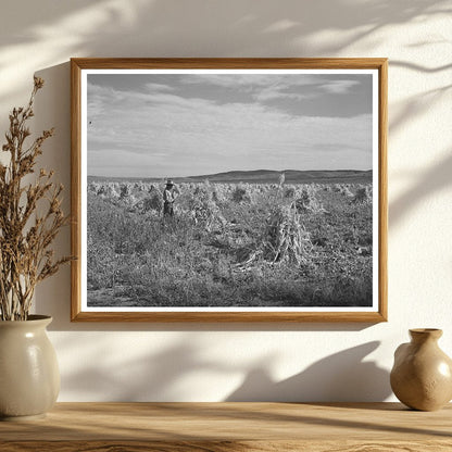 Cornfield in Concho Arizona October 1940 FSA Collection