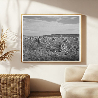 Cornfield in Concho Arizona October 1940 FSA Collection