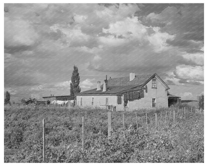 Farmstead in Concho Arizona October 1940 Drying Peppers