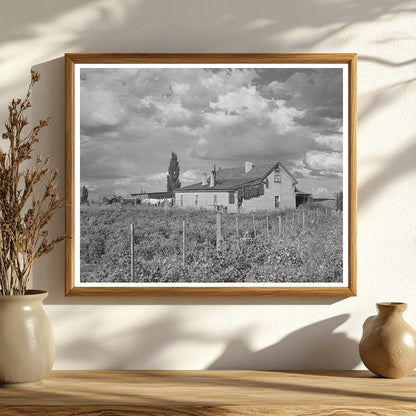 Farmstead in Concho Arizona October 1940 Drying Peppers