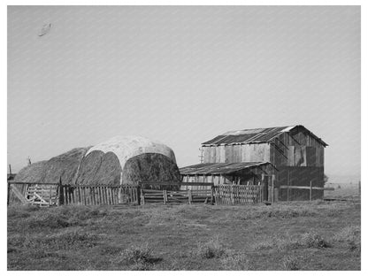 Haystack and barn of Jo Webster Tehama County California 1940