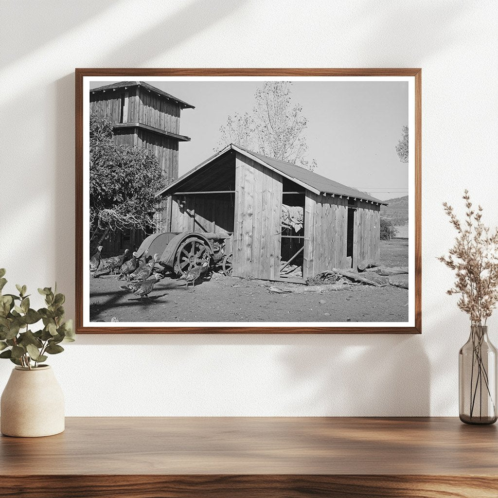 1940 Tractor Shed and Turkeys on John Frosts Farm California