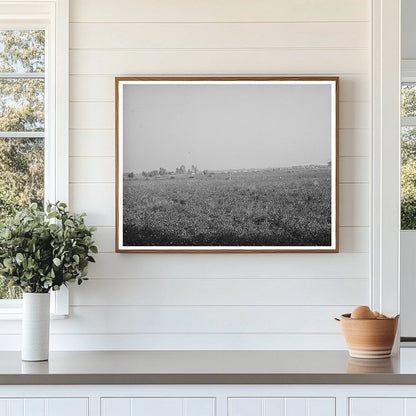 Cotton Field in Visalia California November 1940