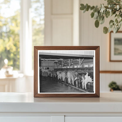 Dairy Herd at Mineral King Farm Tulare County 1940