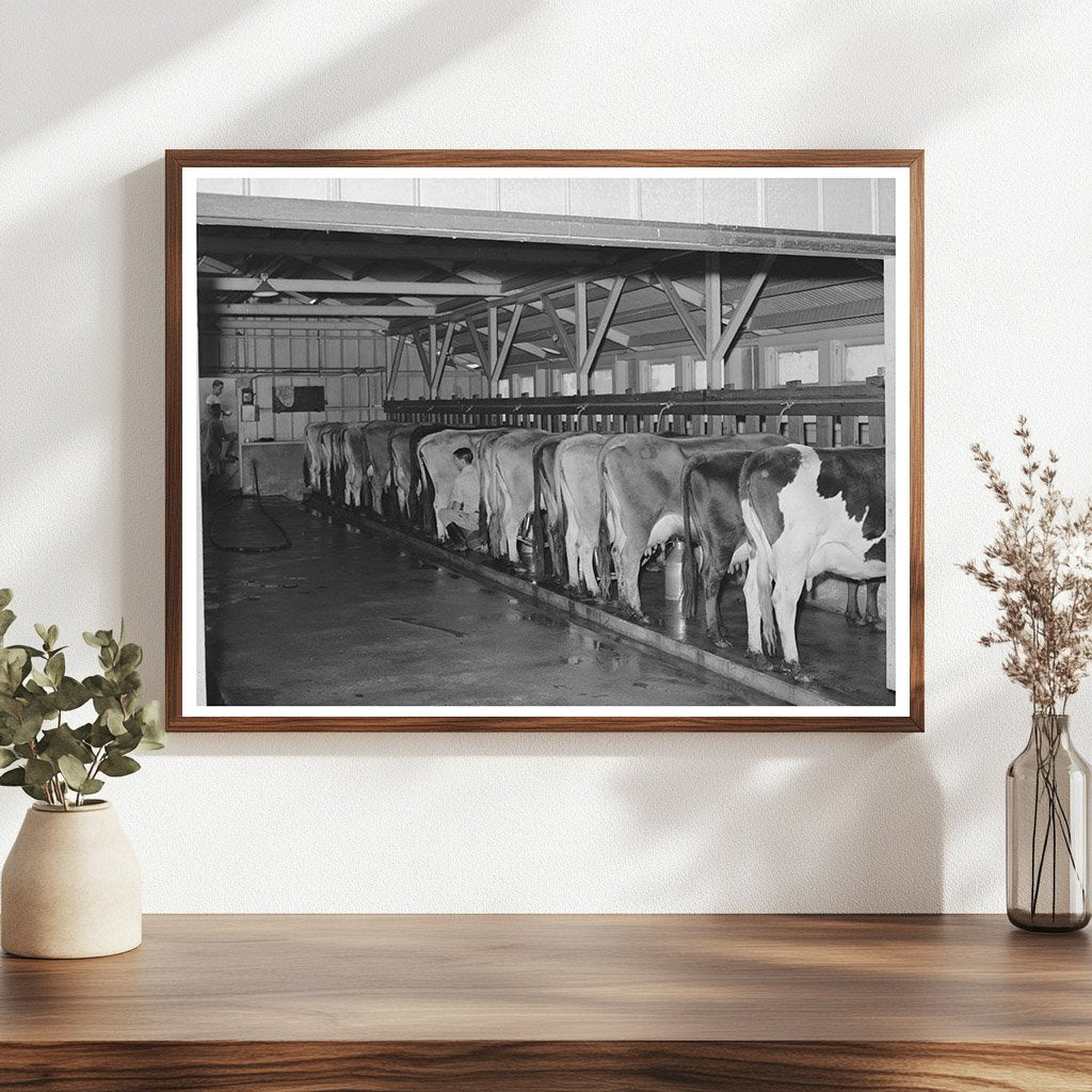 Dairy Herd at Mineral King Farm Tulare County 1940