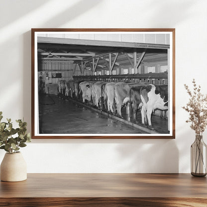 Dairy Herd at Mineral King Farm Tulare County 1940