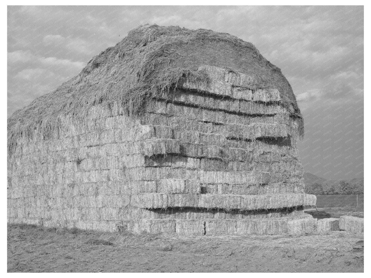 Baled Hay at Mineral King Farm Tulare County 1940