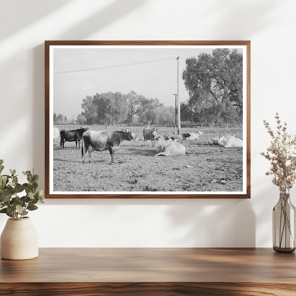 Dairy Herd at Mineral King Cooperative Farm 1940