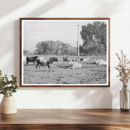 Dairy Herd at Mineral King Cooperative Farm 1940