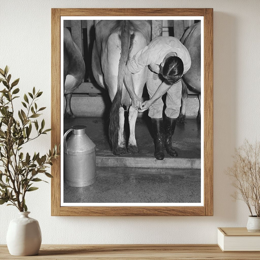 Cow Milking Preparation at Mineral King Farm 1940