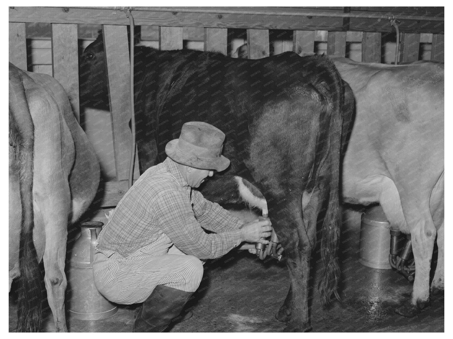 Electric Milking Equipment at Mineral King Farm 1940
