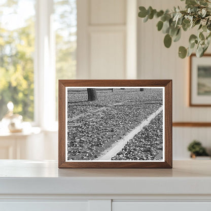 Vintage Fall Leaves in Marysville California 1940