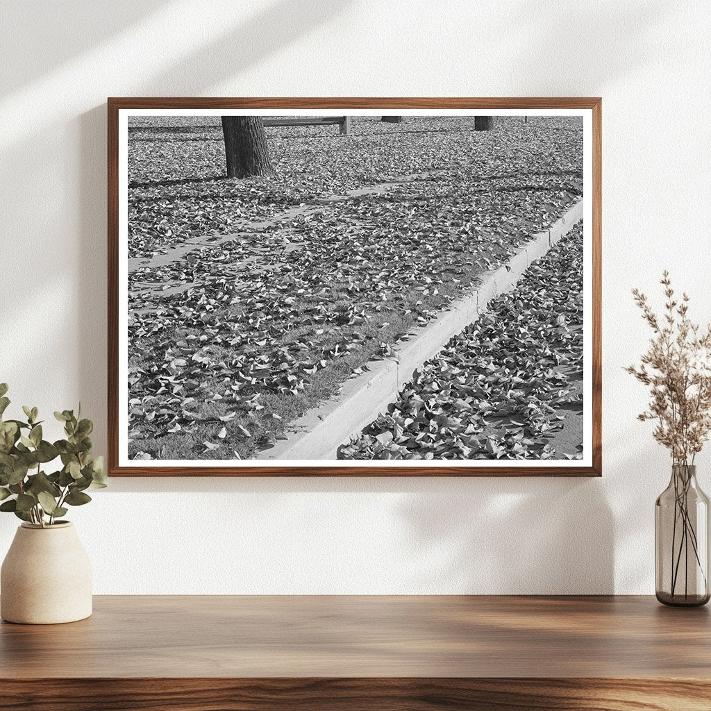 Vintage Fall Leaves in Marysville California 1940