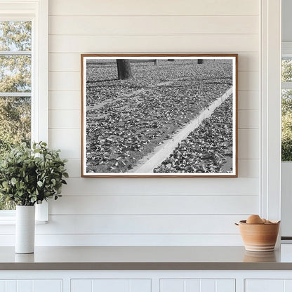 Vintage Fall Leaves in Marysville California 1940