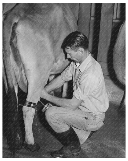 1940 Electric Milking Process at Mineral King Farm