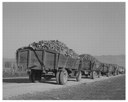 Trucks with Sugar Beets at Processing Plant Lewiston 1940