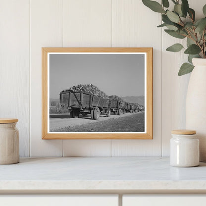 Trucks with Sugar Beets at Processing Plant Lewiston 1940