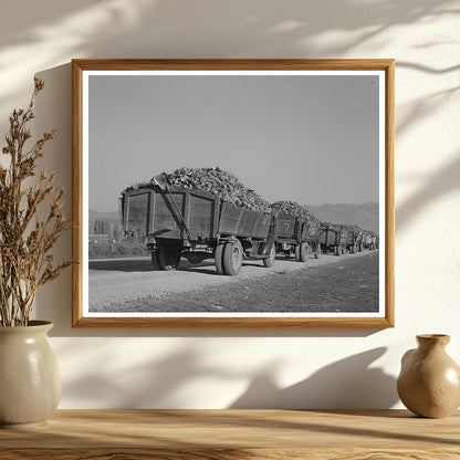 Trucks with Sugar Beets at Processing Plant Lewiston 1940