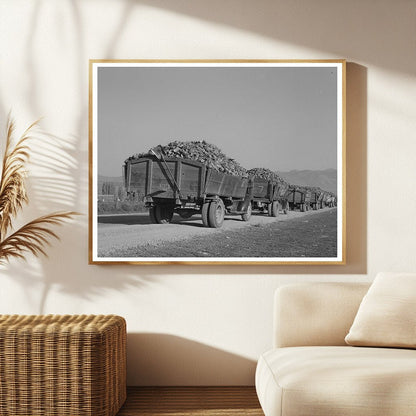 Trucks with Sugar Beets at Processing Plant Lewiston 1940