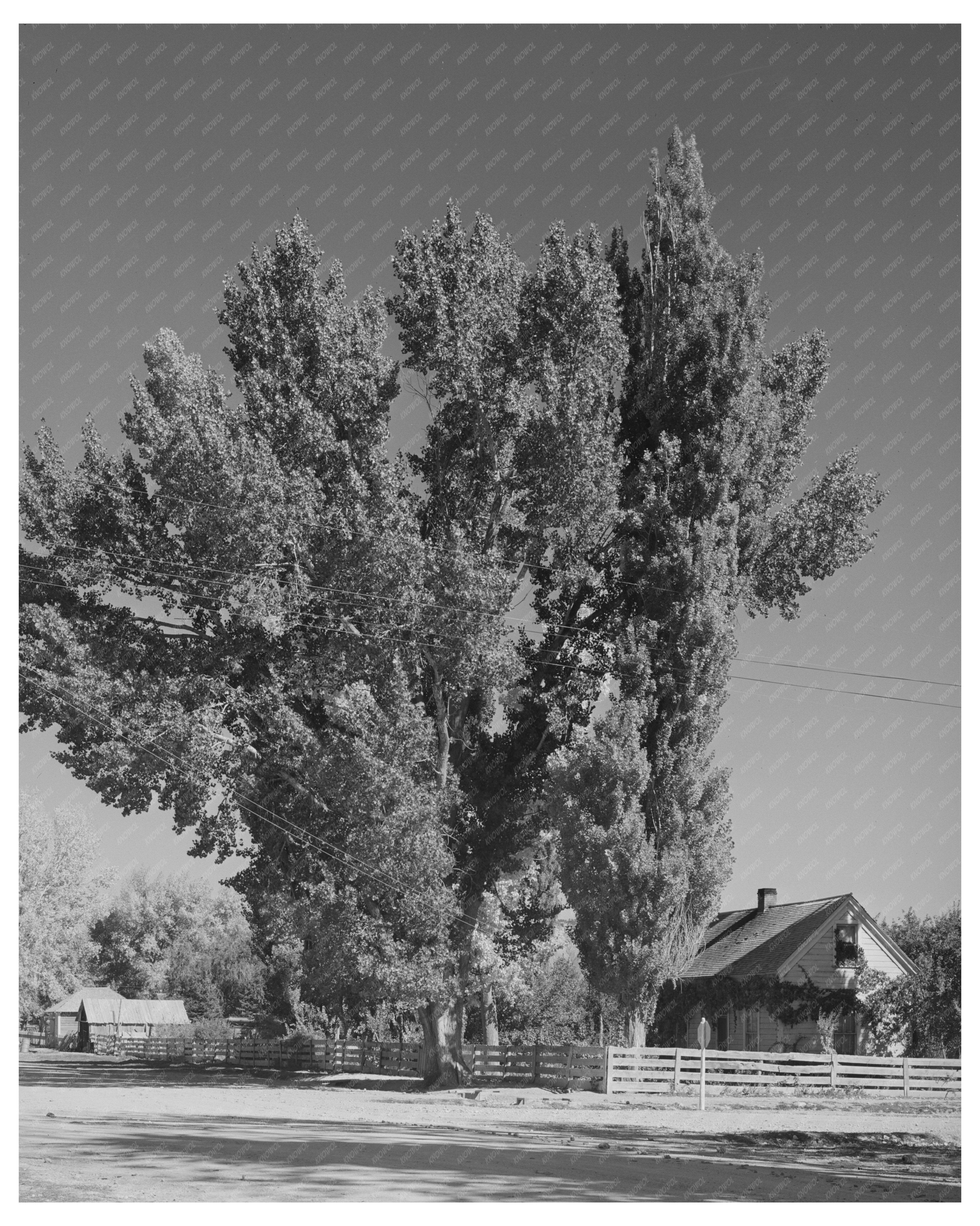 1940 Vintage Black and White Photo of Mormon Farmers Home Utah