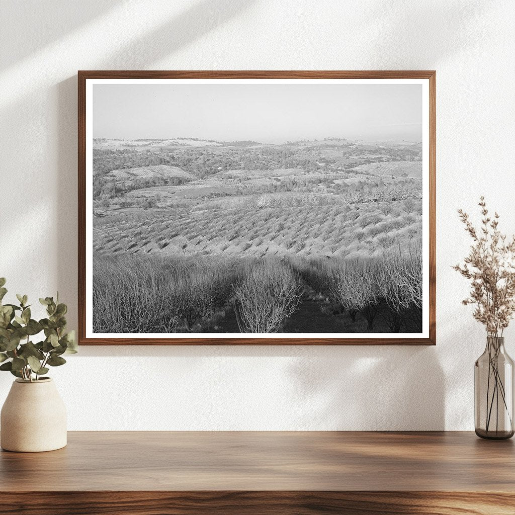 Orchards in Auburn California December 1940