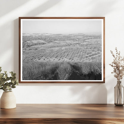 Orchards in Auburn California December 1940