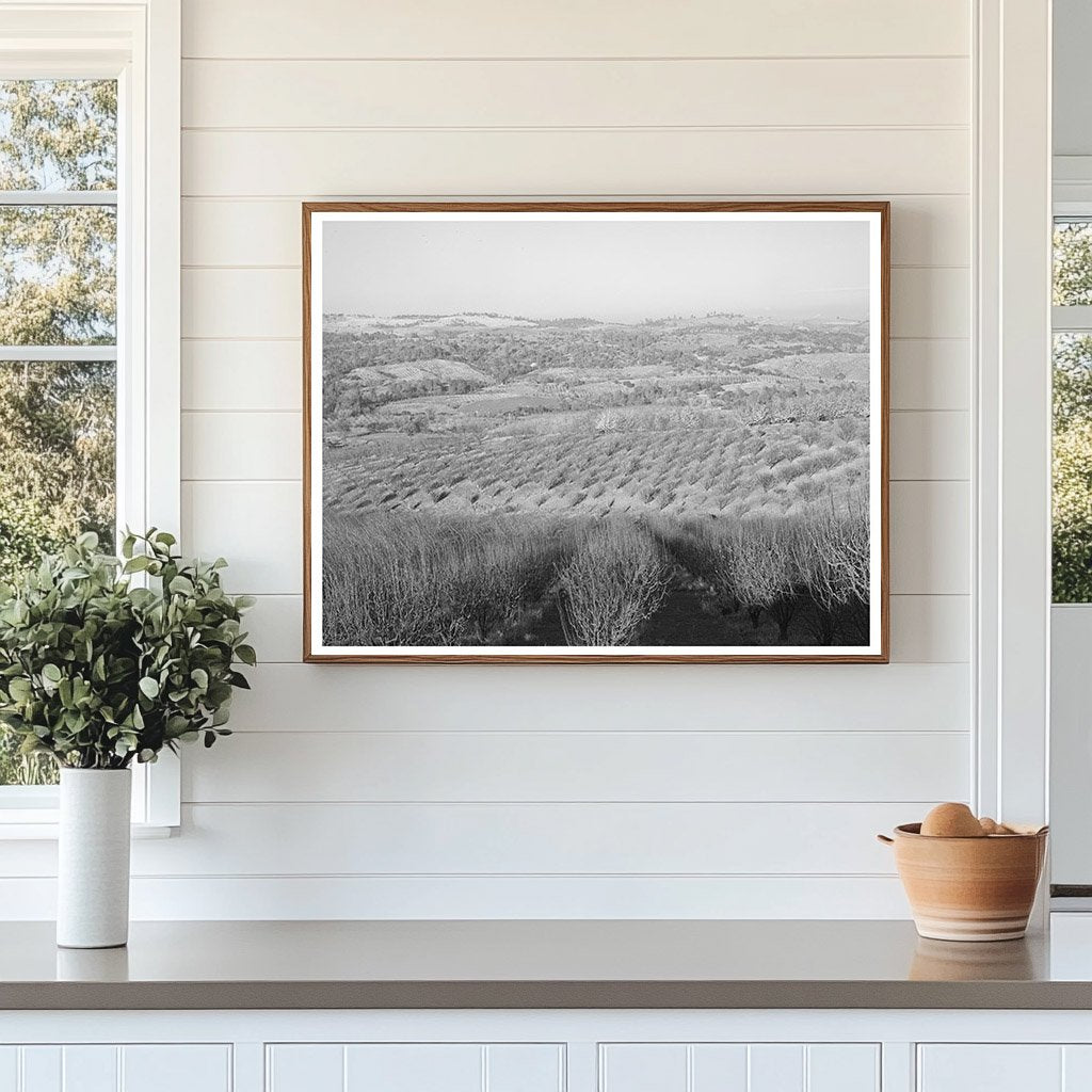 Orchards in Auburn California December 1940