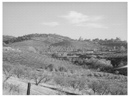 Auburn California Orchards December 1940 FSA Collection