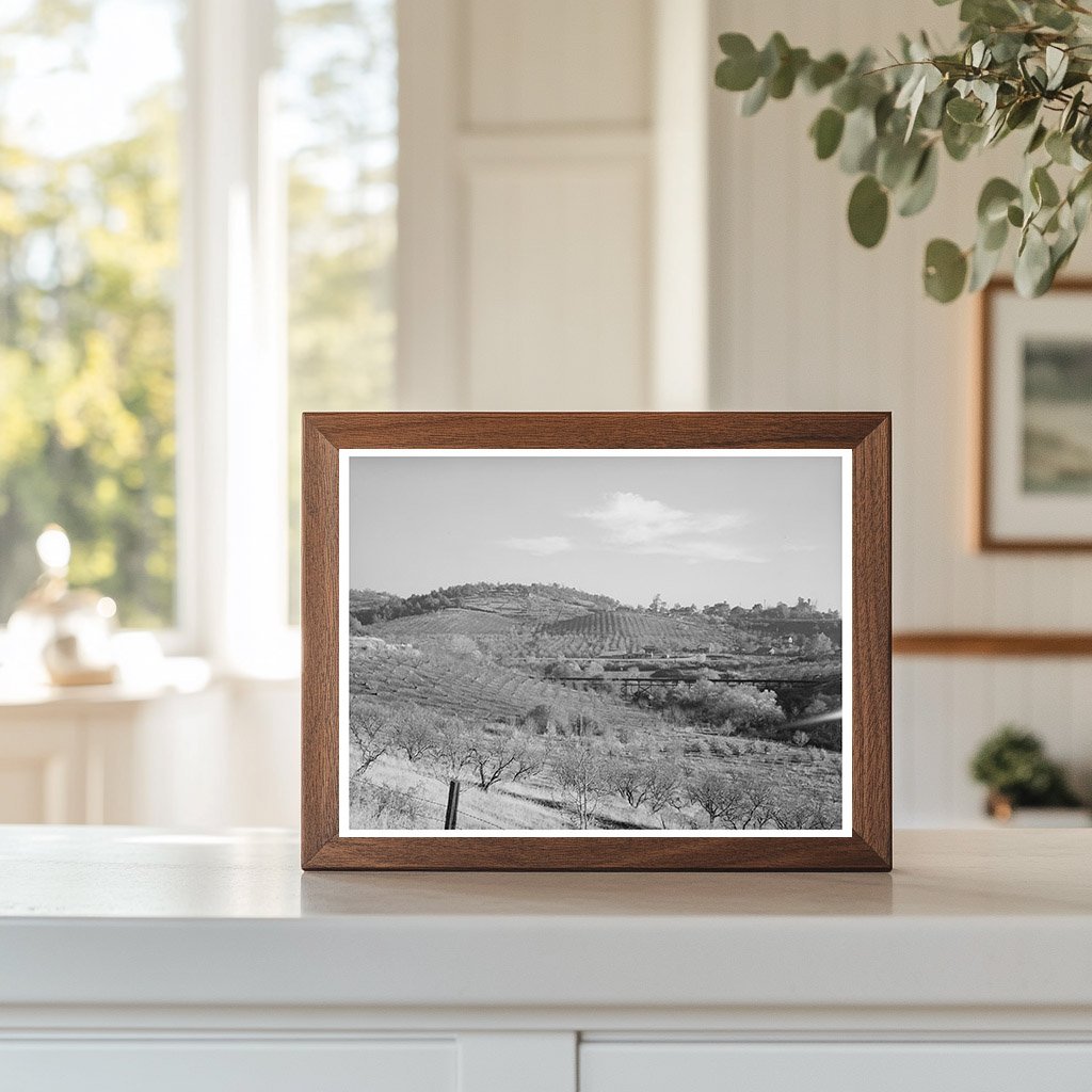 Auburn California Orchards December 1940 FSA Collection
