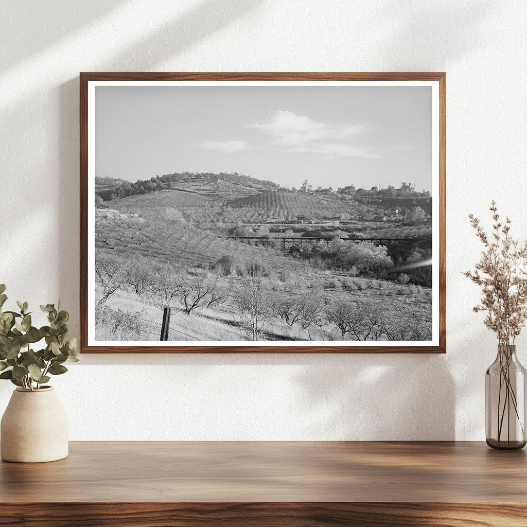 Auburn California Orchards December 1940 FSA Collection