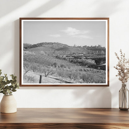 Auburn California Orchards December 1940 FSA Collection