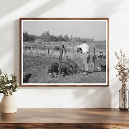 Feeding Unmarketable Pears to Hogs December 1940