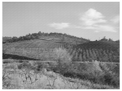 Fruit Orchards in Auburn California December 1940