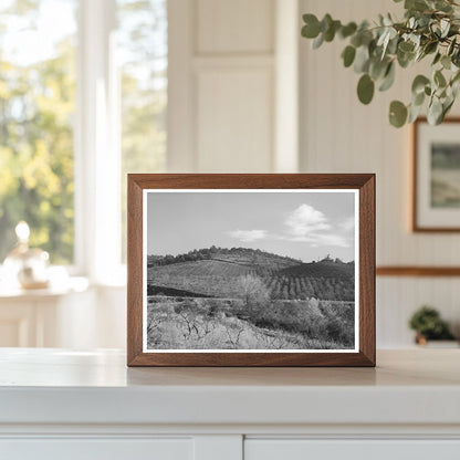 Fruit Orchards in Auburn California December 1940