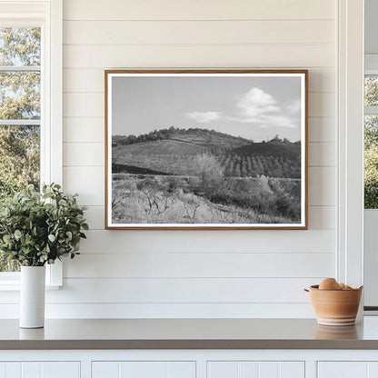 Fruit Orchards in Auburn California December 1940