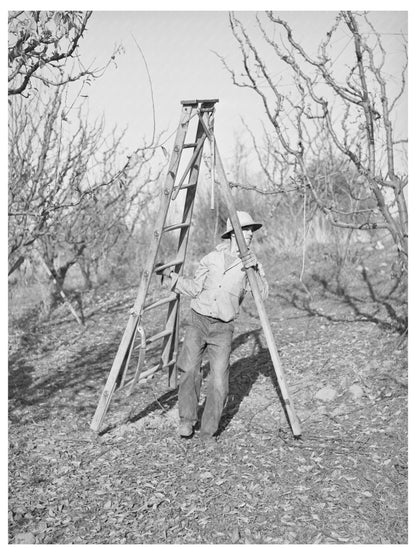 Farm Boy Transporting Ladder for Tree Pruning Placer County 1940