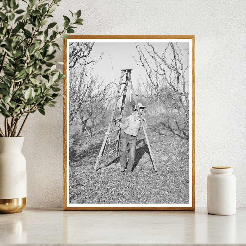 Farm Boy Transporting Ladder for Tree Pruning Placer County 1940