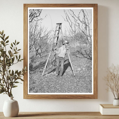 Farm Boy Transporting Ladder for Tree Pruning Placer County 1940