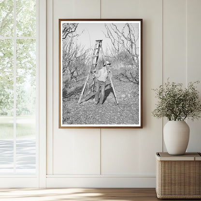 Farm Boy Transporting Ladder for Tree Pruning Placer County 1940