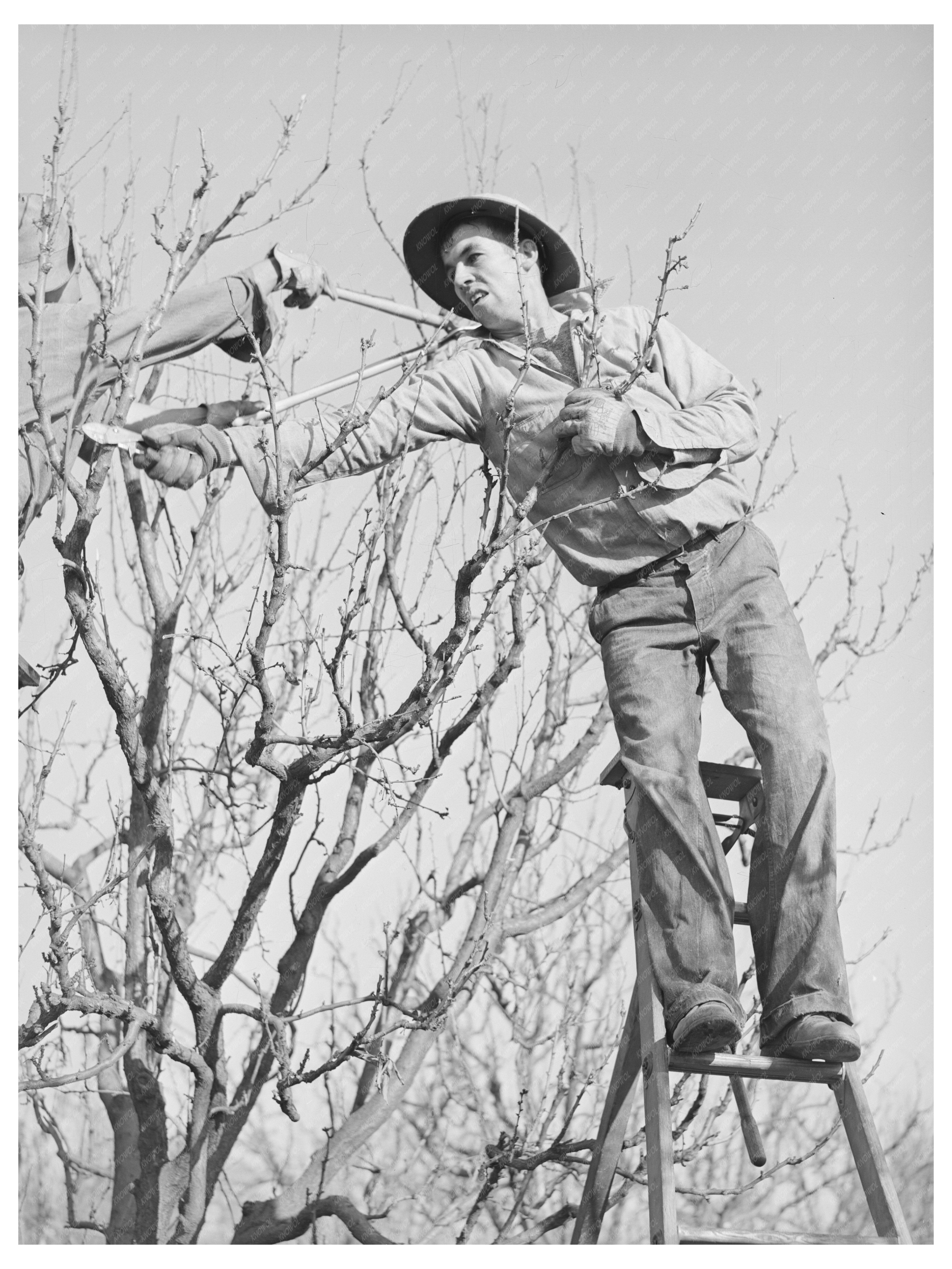 Pruning Fruit Trees in Placer County California 1940