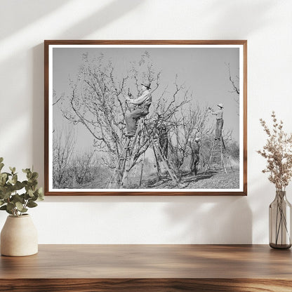 Farmers Pruning Fruit Trees Placer County California 1940