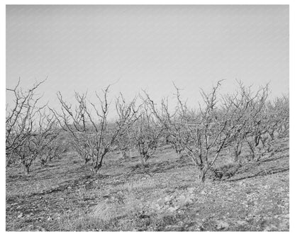 Vintage Black and White Fruit Trees Placer County 1940